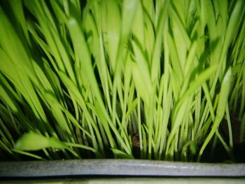 Close-up of green plants