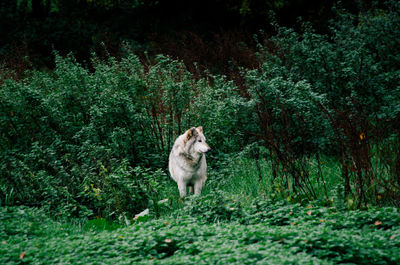 Dog on grassy field