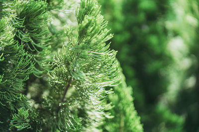 Close-up of pine tree