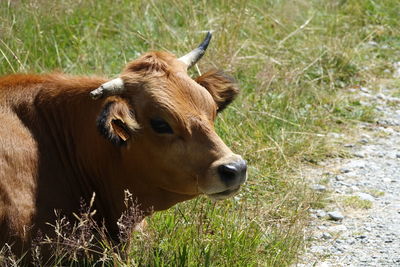 Cow in a field