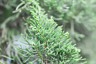 Close-up of pine tree