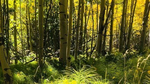 View of bamboo trees in forest