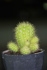 Close-up of cactus growing on potted plant