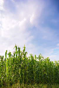 Crops growing on field against sky