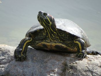 Close-up of tortoise on rock