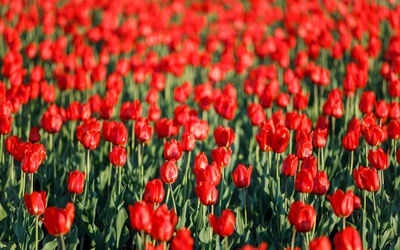 Full frame shot of red tulips