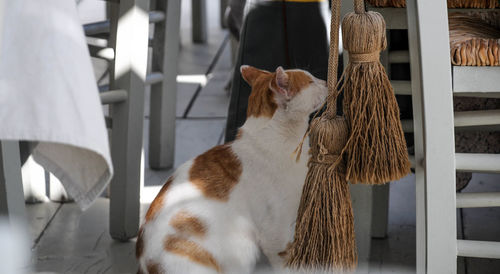 Low section of person standing by cat