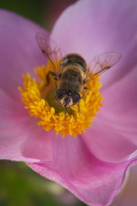 Close-up of bee pollinating on purple flower