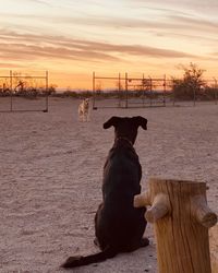 View of dog on field against sky during sunset