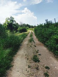 Dirt road along plants and trees against sky