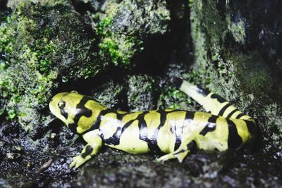 Close-up of caterpillar on rock
