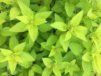 High angle view of plants