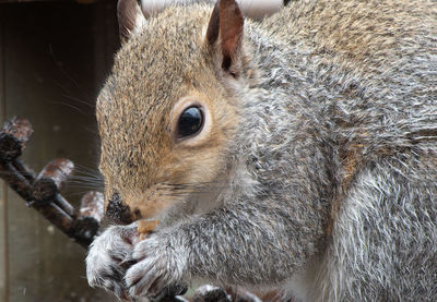 Close-up of squirrel