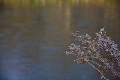 Close-up of plant against lake during winter