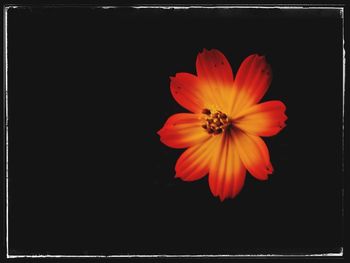 Close-up of orange flower against black background