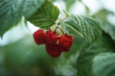 Close-up of raspberry plant