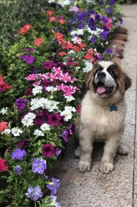 Portrait of dog with flowers