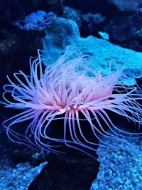 View of coral swimming in sea