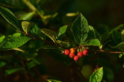 Close-up of red berries growing on tree