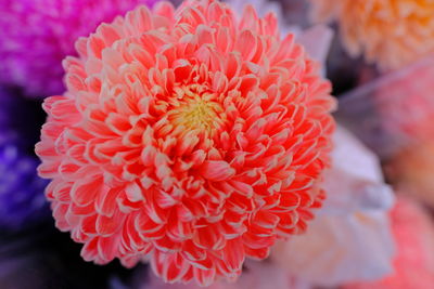 Close-up of pink dahlia flower