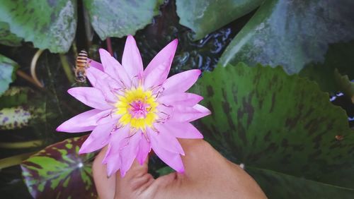 Close-up of hand holding purple flower