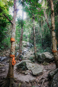 Trees in forest