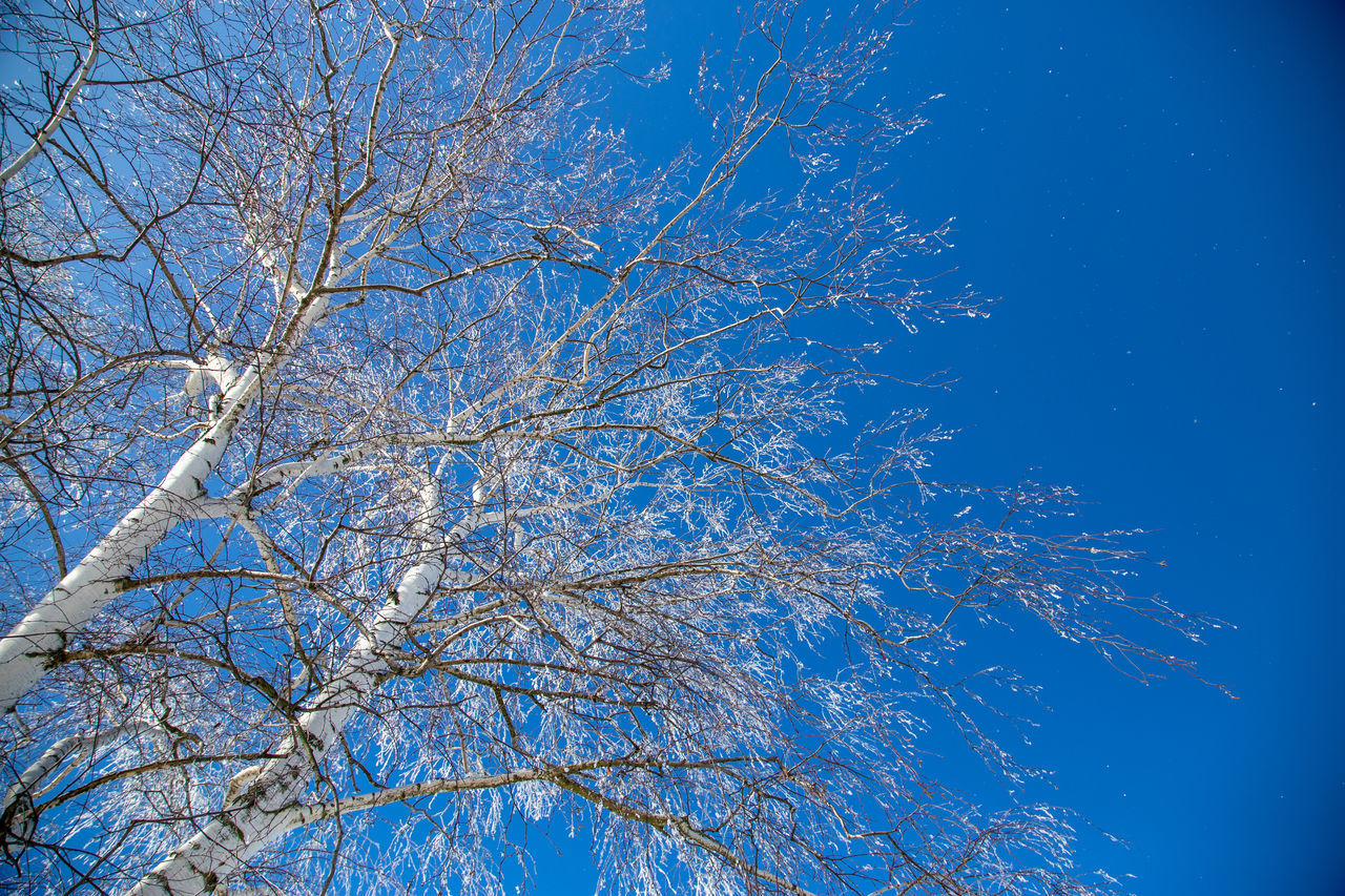 LOW ANGLE VIEW OF TREES AGAINST SKY DURING WINTER