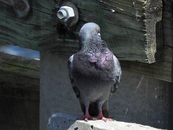 Bird perching outdoors