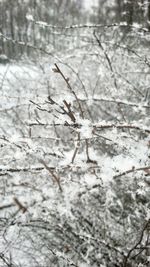 Bare trees in winter