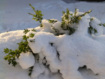 High angle view of snow covered plants against sky