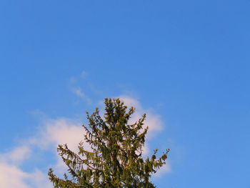 Low angle view of tree against blue sky