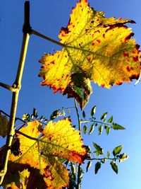 Low angle view of tree against clear blue sky