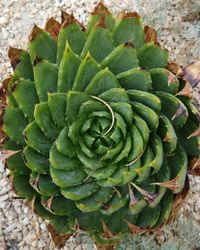 Directly above shot of succulent plant growing on field