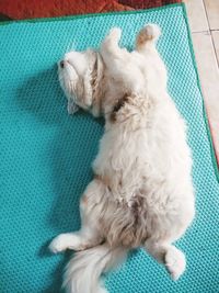 High angle view of a dog sleeping