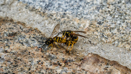 Close-up of insect on rock