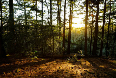 Trees in forest