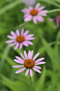 Close-up of pink daisy flowers