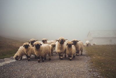 Sheep grazing in a field