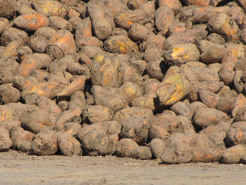 Pile of sugar beets