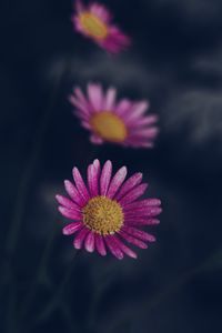 Close-up of pink flower