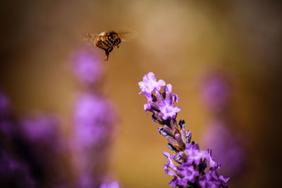 Close-up of bee pollinating on purple lavender 