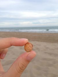 Cropped image of hand holding seashell on beach