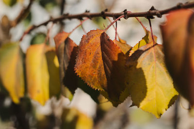 Close-up of yellow leaves against blurred background