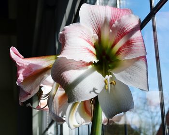 Close-up of pink day lily