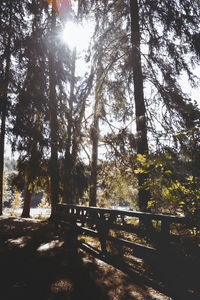 Sunlight streaming through trees in forest