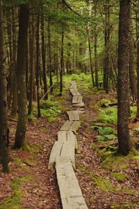 Footpath amidst trees in forest