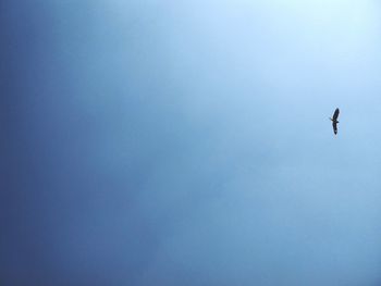 Low angle view of bird flying in sky