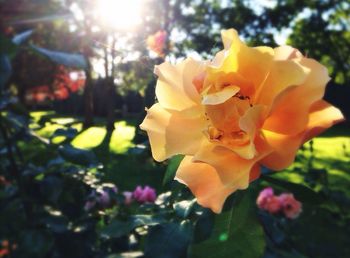 Close-up of flowers blooming outdoors