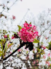 Close-up of pink cherry blossom tree