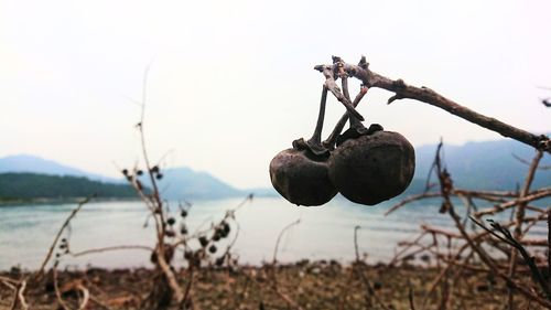 Close-up of fruit growing on field against sky